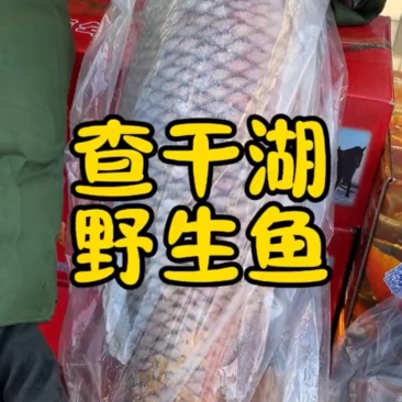 查干湖野生鱼