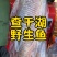 查干湖野生鱼