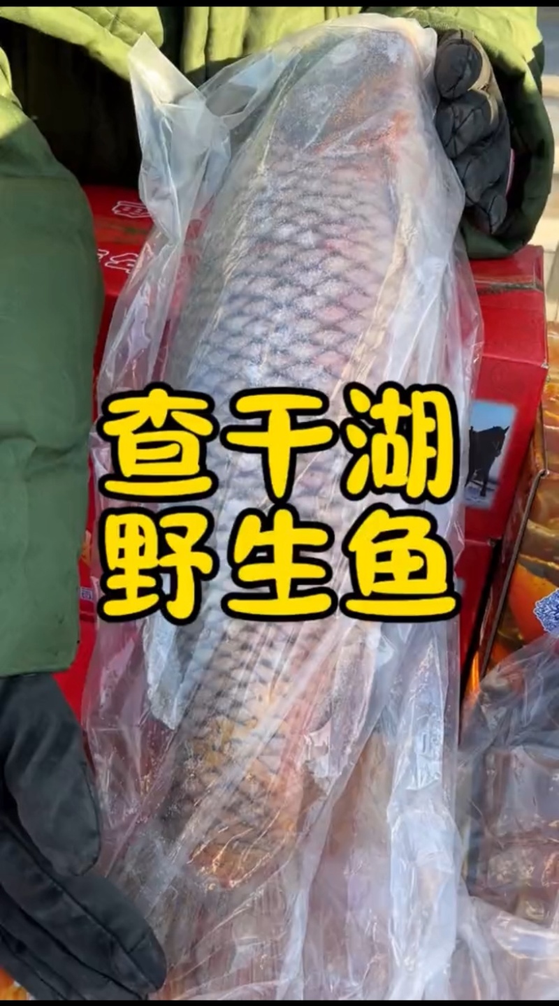 查干湖野生鱼