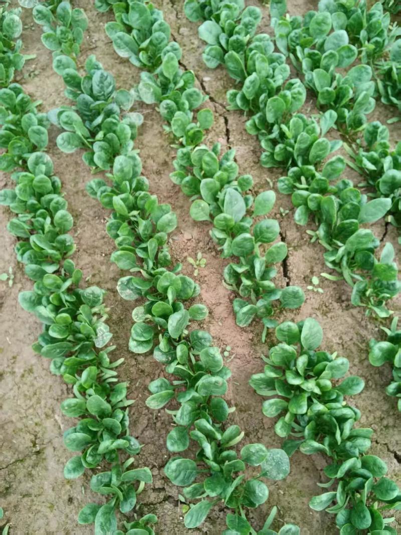 菠菜/大叶菠菜/河南周口西华县大叶菠菜直发对接全国采购商