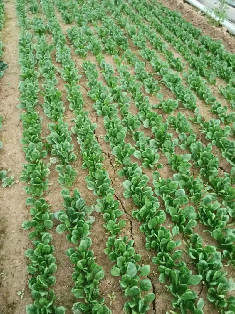 菠菜/大叶菠菜/河南周口西华县大叶菠菜直发对接全国采购商