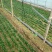 菠菜/大叶菠菜/河南周口西华县大叶菠菜直发对接全国采购商