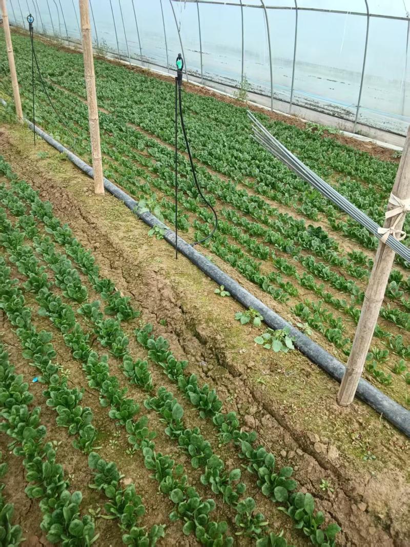 菠菜/大叶菠菜/河南周口西华县大叶菠菜直发对接全国采购商