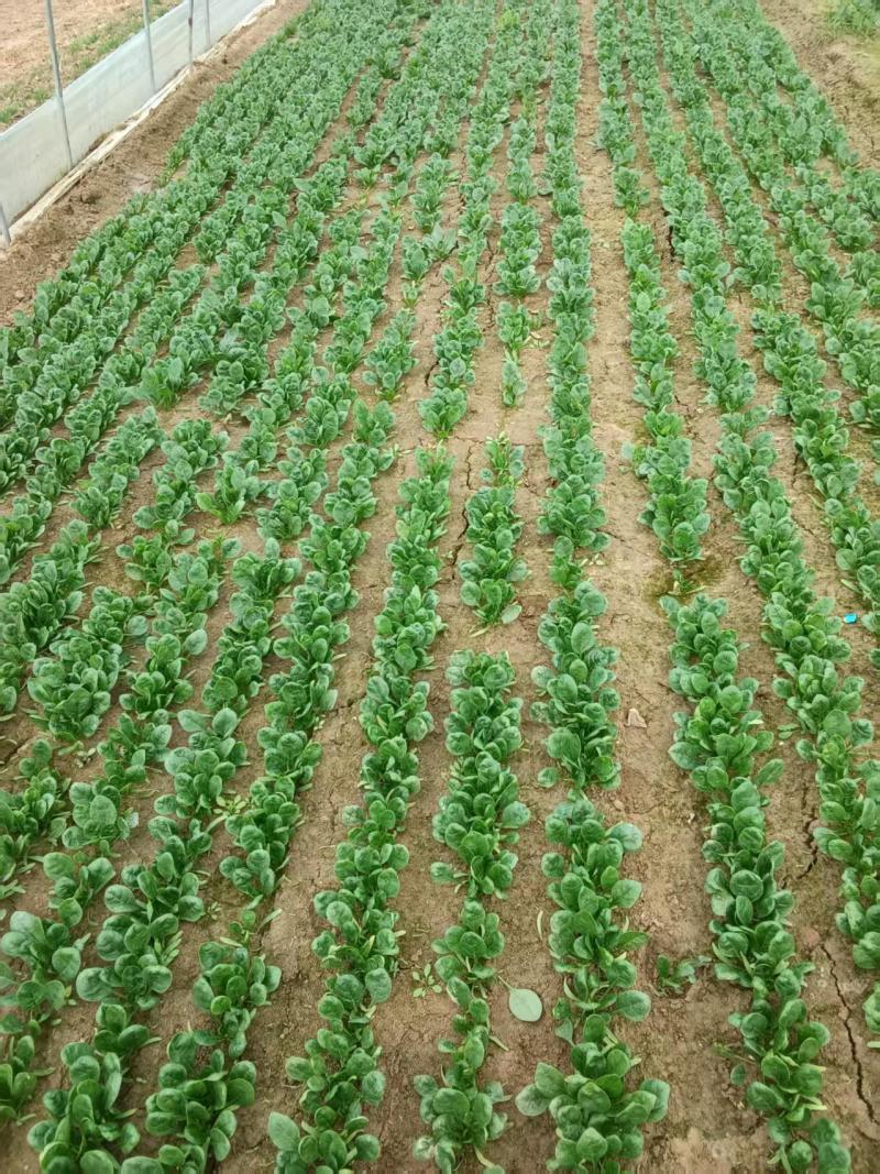 菠菜/大叶菠菜/河南周口西华县大叶菠菜直发对接全国采购商