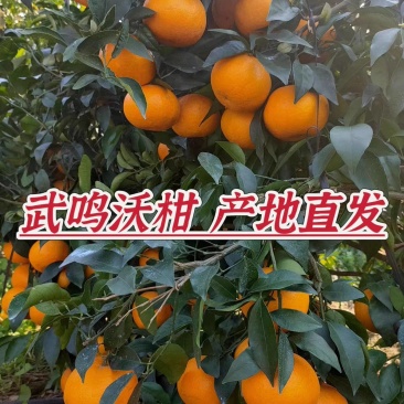 《武鸣沃柑》广西沃柑/产地货源/实力商家/质量三包