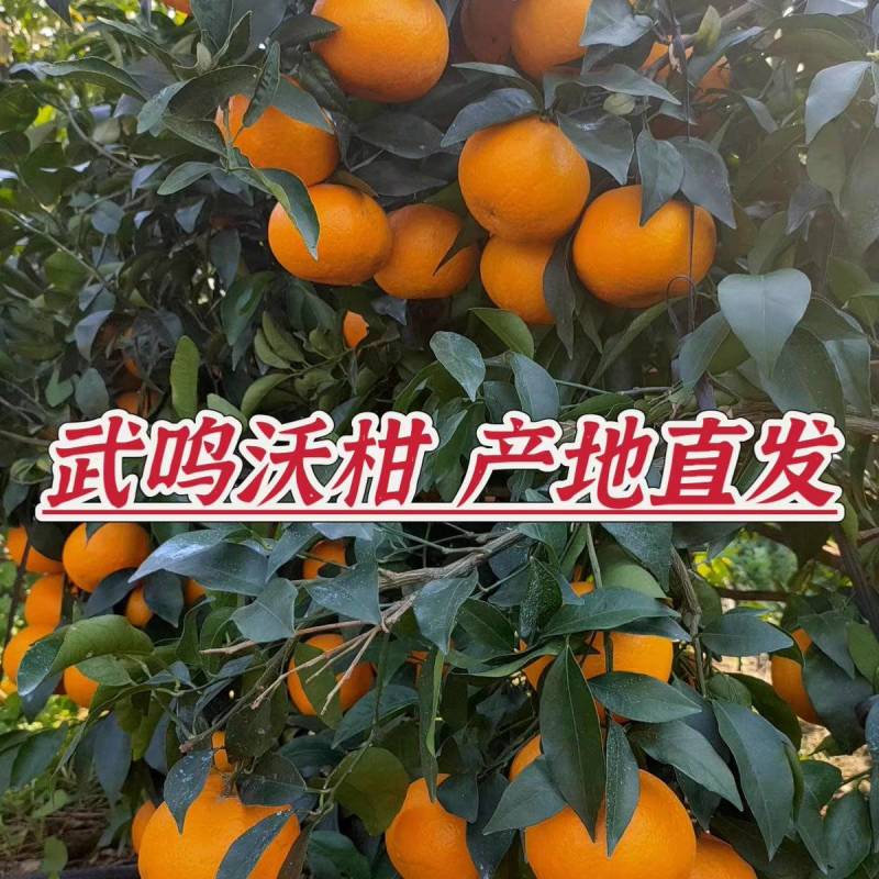 《武鸣沃柑》广西沃柑/产地货源/实力商家/质量三包
