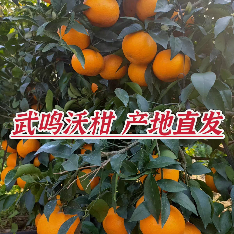《武鸣沃柑》广西沃柑/产地货源/实力商家/质量三包