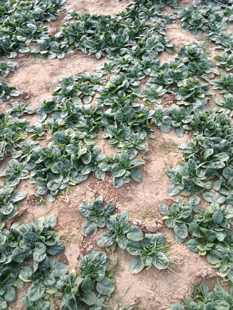 菠菜/大叶菠菜/河南周口西华县大叶菠菜直发对接全国采购商
