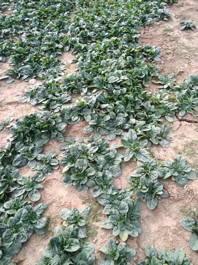 菠菜/大叶菠菜/河南周口西华县大叶菠菜直发对接全国采购商