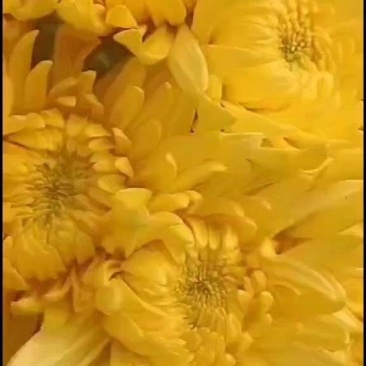 鲜切黄菊，祭祀用菊，贡菊大量上市，全国发货，欢迎进店沟通