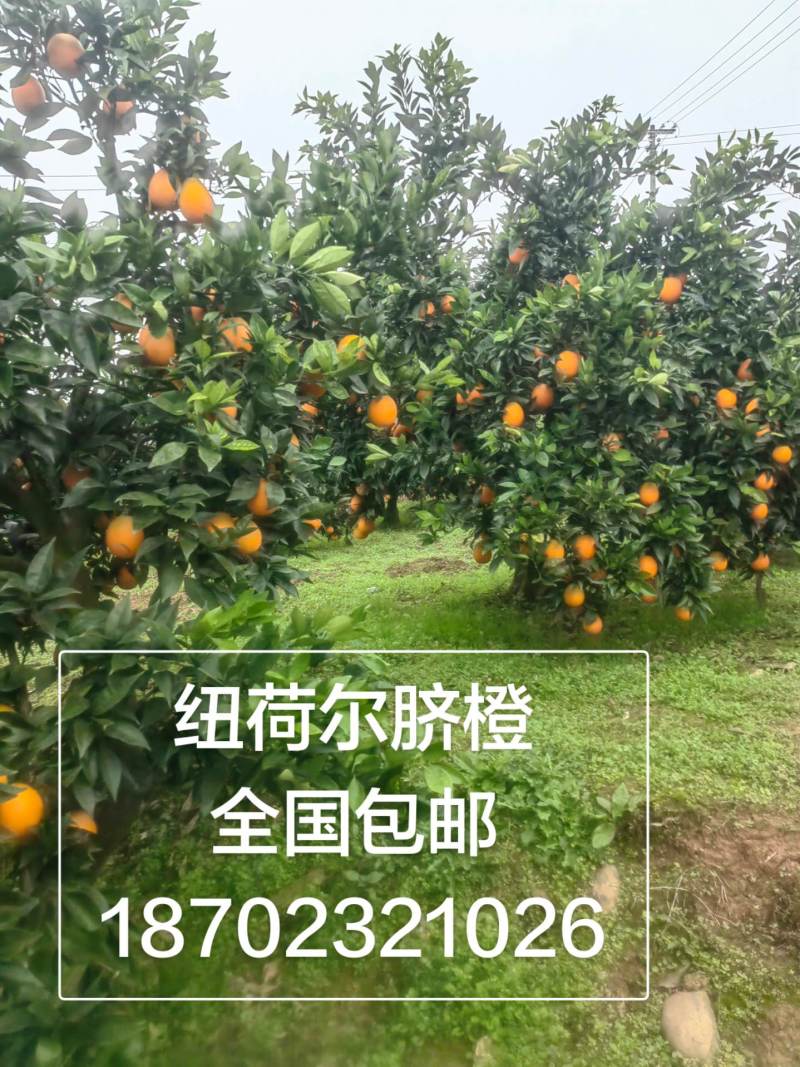 涪陵南沱镇睦和村，纽荷尔脐橙