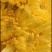鲜切菊花，白菊贡菊，10个1件，欢迎进店沟通。