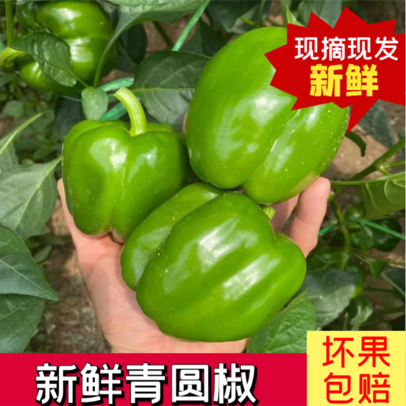 《山东圆椒》太空椒基地直发对接全国保质保量欢迎来电洽谈
