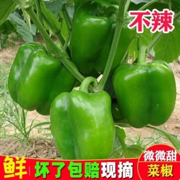 《太空椒》山东莘县圆椒各种辣椒品种齐全对接全国一条龙