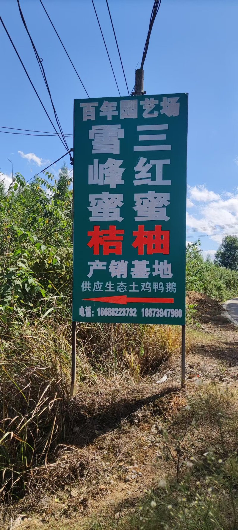 洞口县雪峰蜜桔