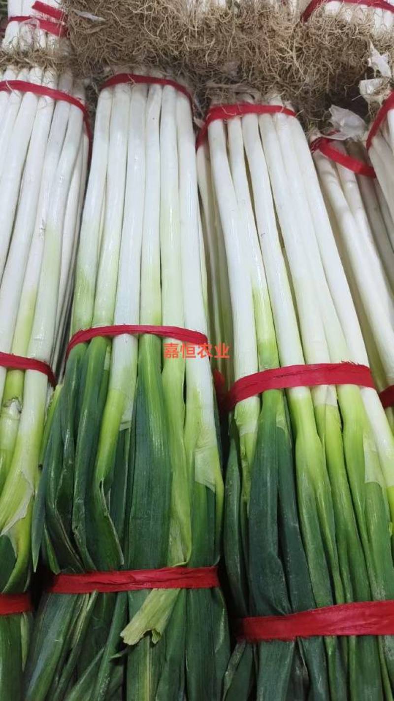 南阳钢葱，豫南沃土孕育的优品好葱。葱白粗壮紧实、专业供应