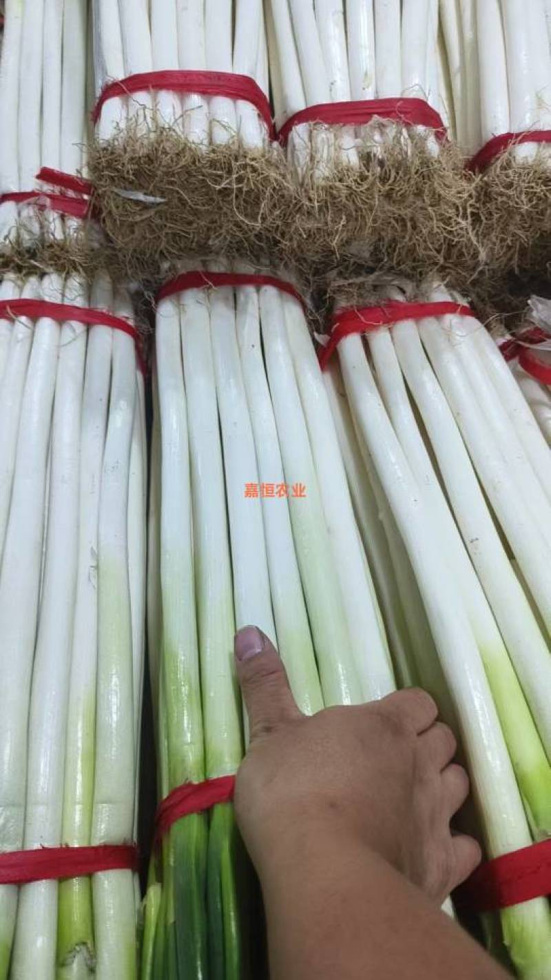 南阳钢葱，豫南沃土孕育的优品好葱。葱白粗壮紧实、专业供应