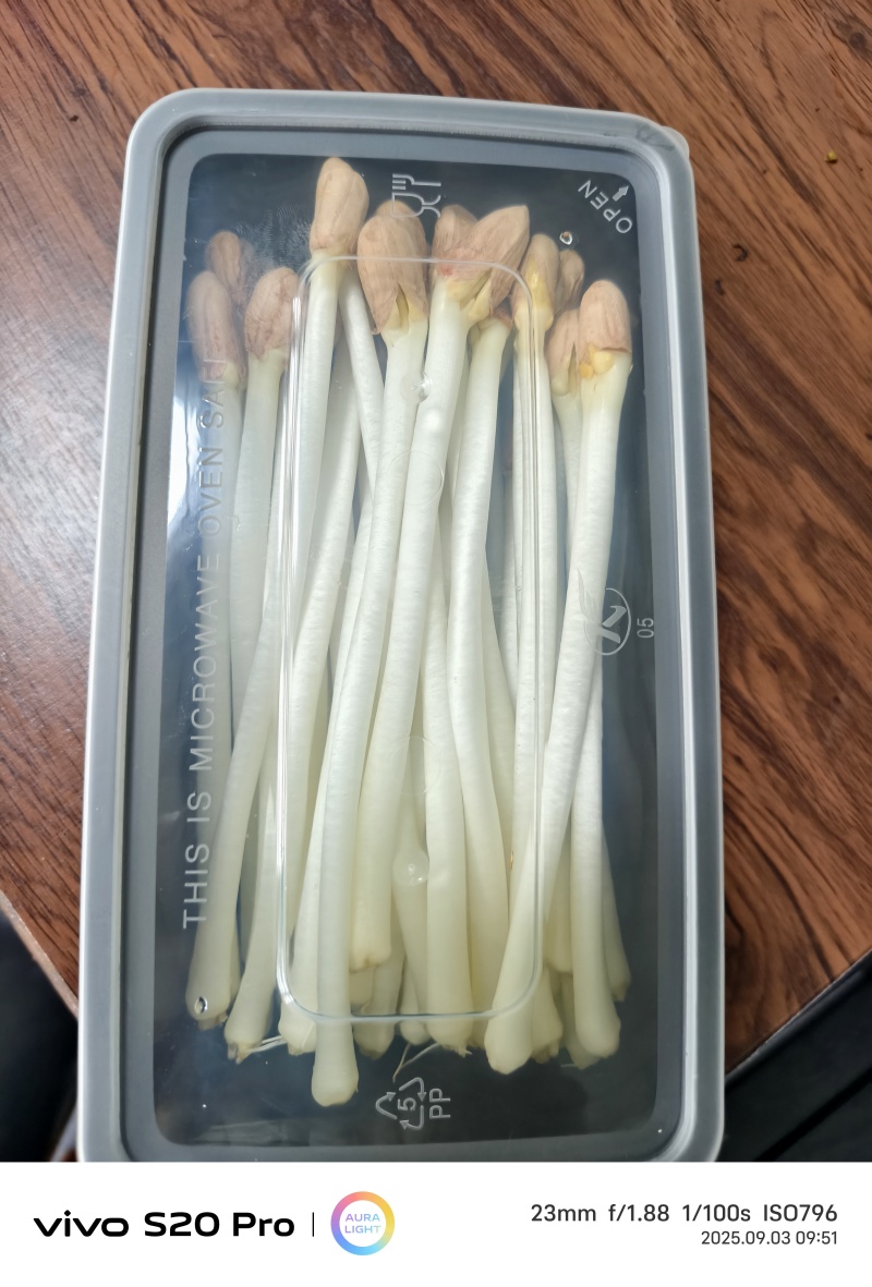 花生芽