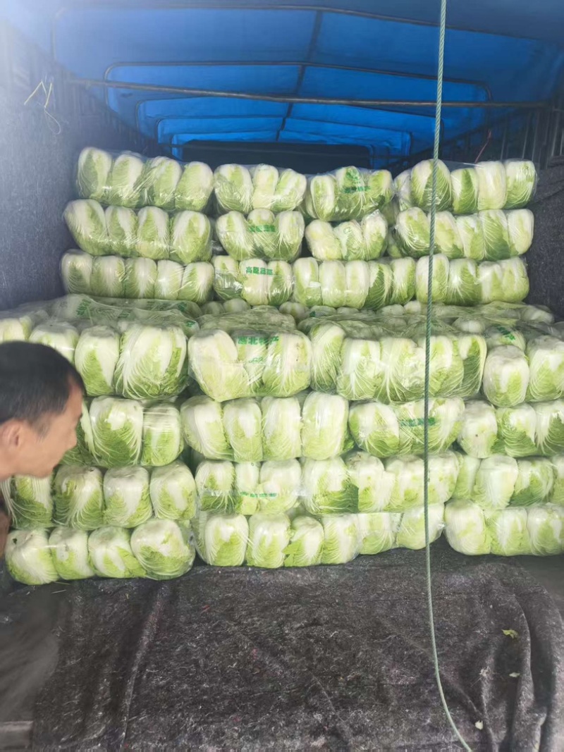 黄心白菜/产区直发/当天采摘/当天发车/大量有货