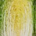 黄心白菜/产区直发/当天采摘/当天发车/大量有货