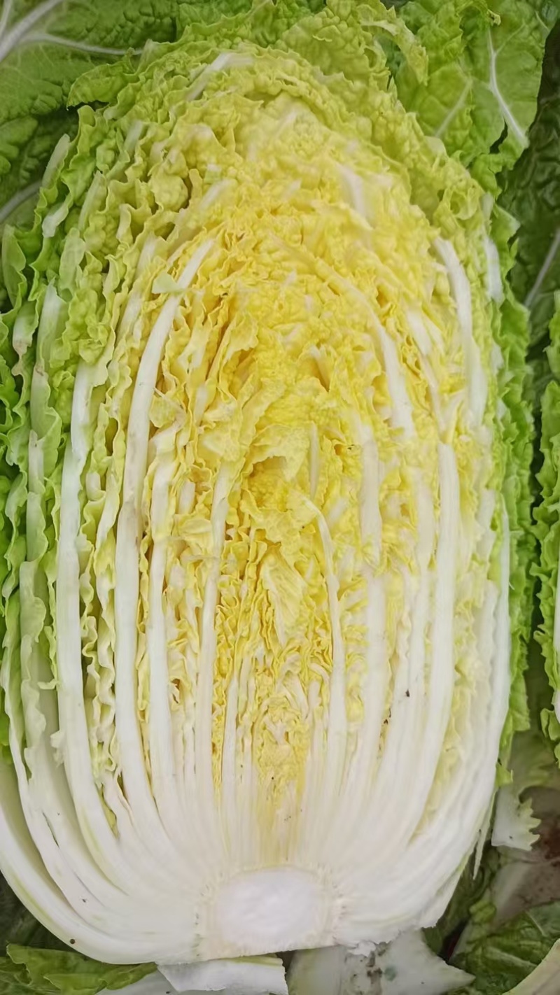 黄心白菜/产区直发/当天采摘/当天发车/大量有货