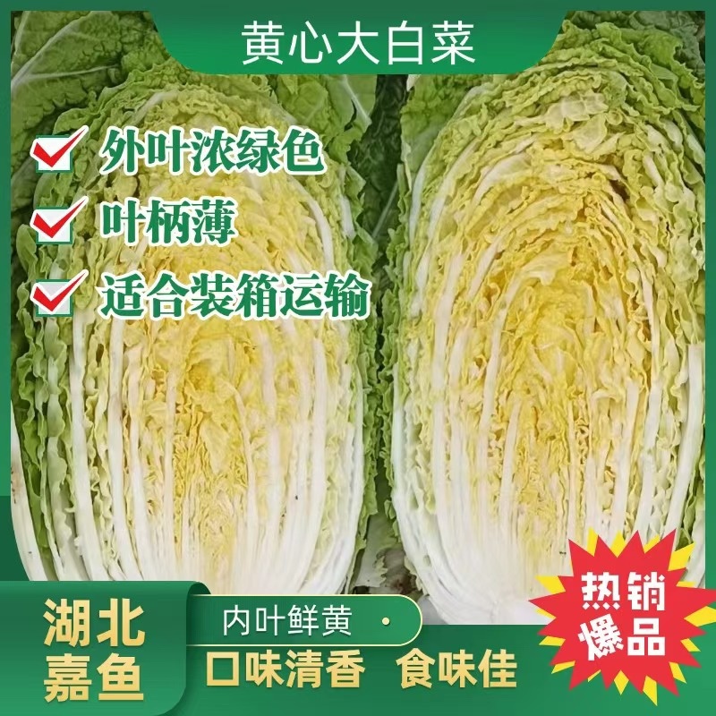 黄心白菜/产区直发/当天采摘/当天发车/大量有货