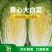 黄心白菜/产区直发/当天采摘/当天发车/大量有货