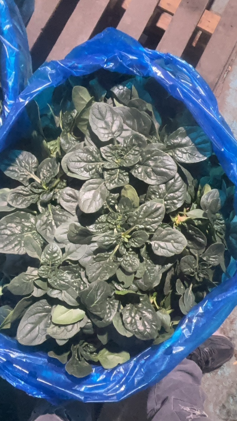 趴地菠菜