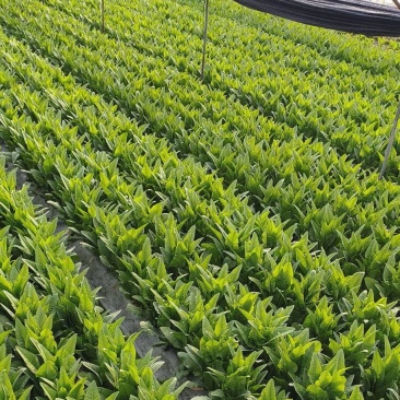 油麦菜