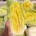 安阳内黄精品娃娃菜可加工分拣可做精包装