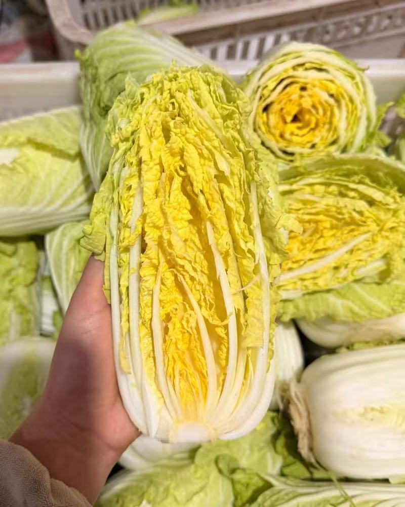 安阳内黄精品娃娃菜可加工分拣可做精包装