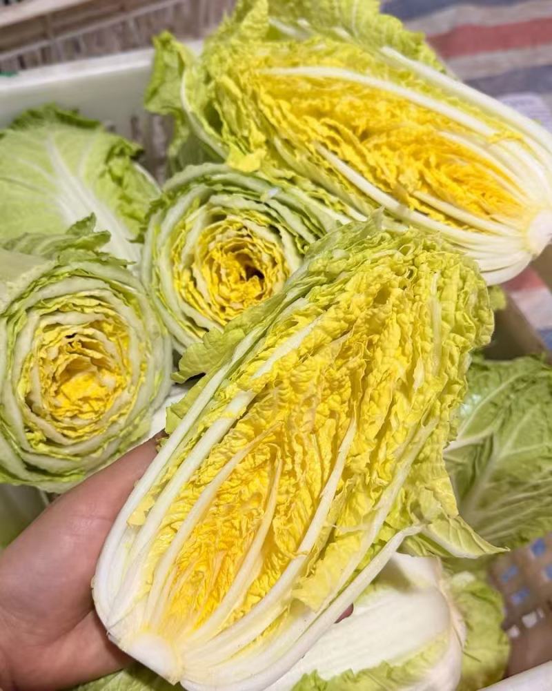 安阳内黄精品娃娃菜可加工分拣可做精包装