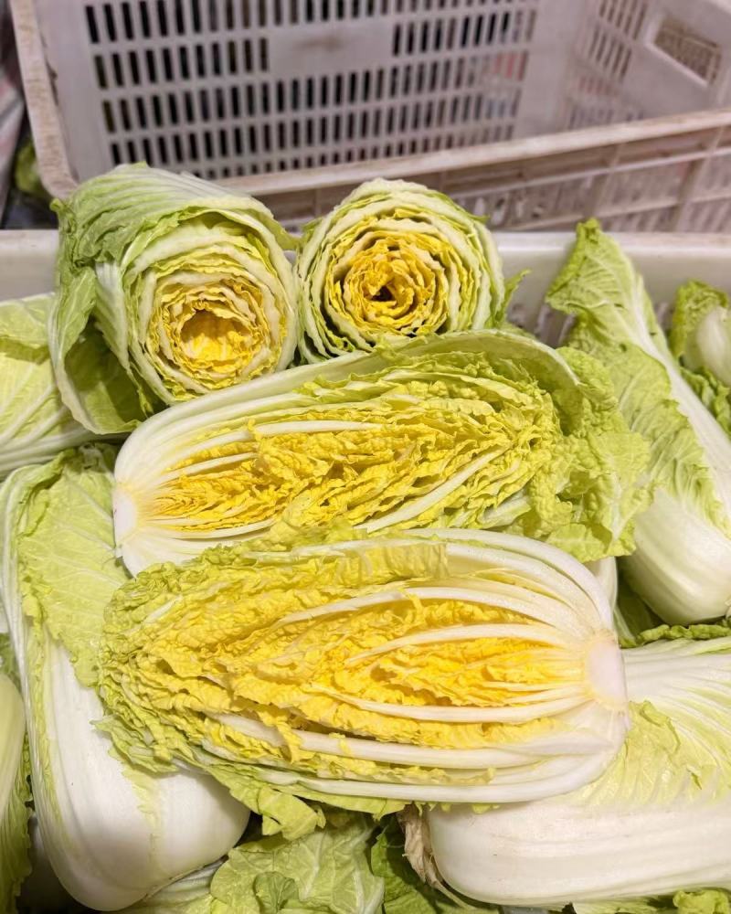 安阳内黄精品娃娃菜可加工分拣可做精包装