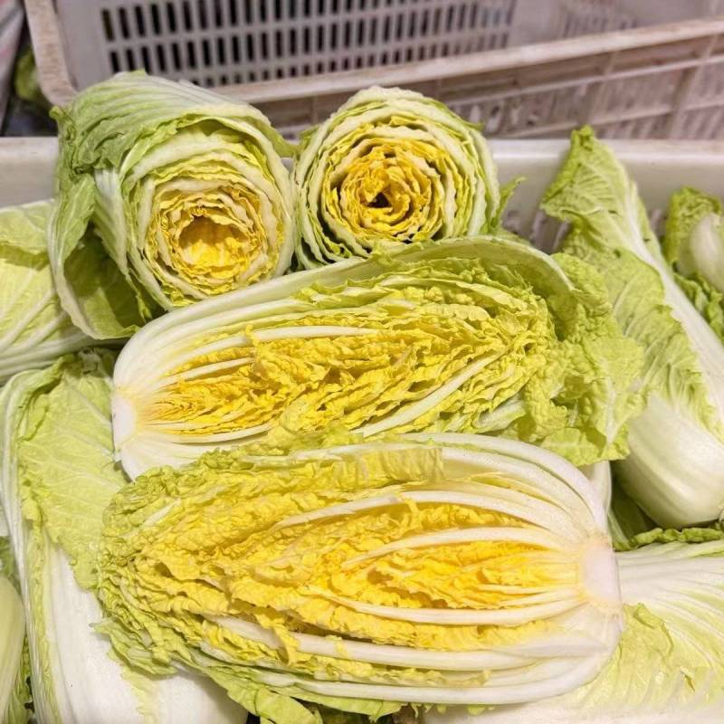安阳内黄精品娃娃菜可加工分拣可做精包装