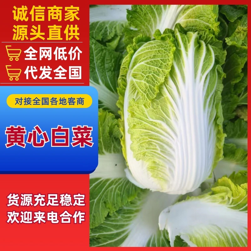 黄心白菜/产区直发/当天采摘/当天发车/大量有货