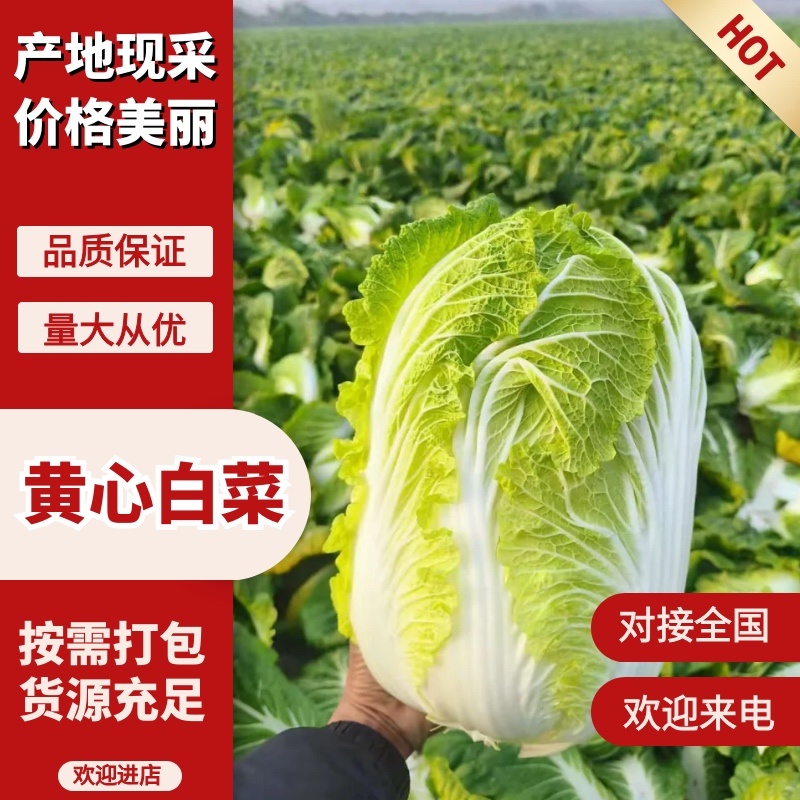 湖北嘉鱼黄心白菜4~6斤白菜大白菜视频看货