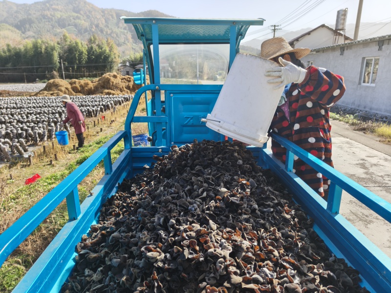 皖南干木耳今年基地新货