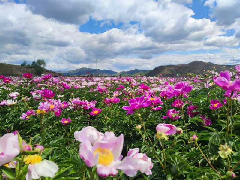 赤芍原棵当年开花10棵起卖