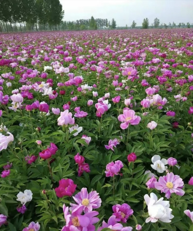 赤芍原棵当年开花10棵起卖