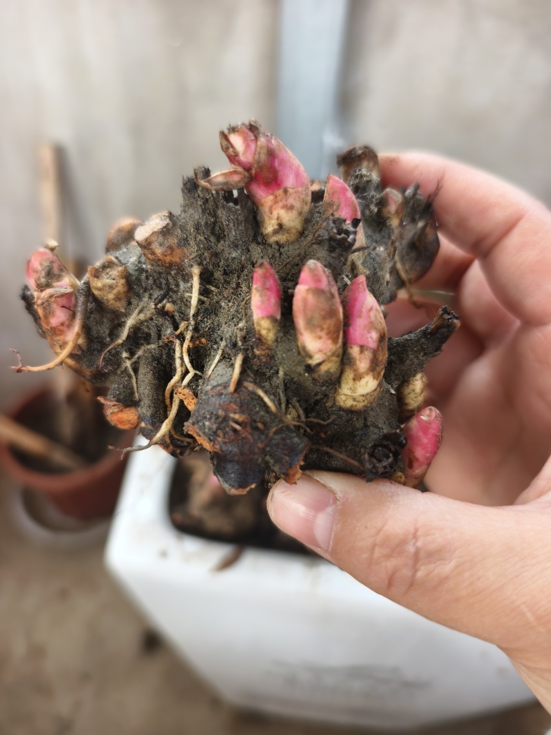 赤芍原棵当年开花10棵起卖