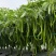 苏润辣百年可可903线椒种子亮绿浓辣顺直早熟高产商品性