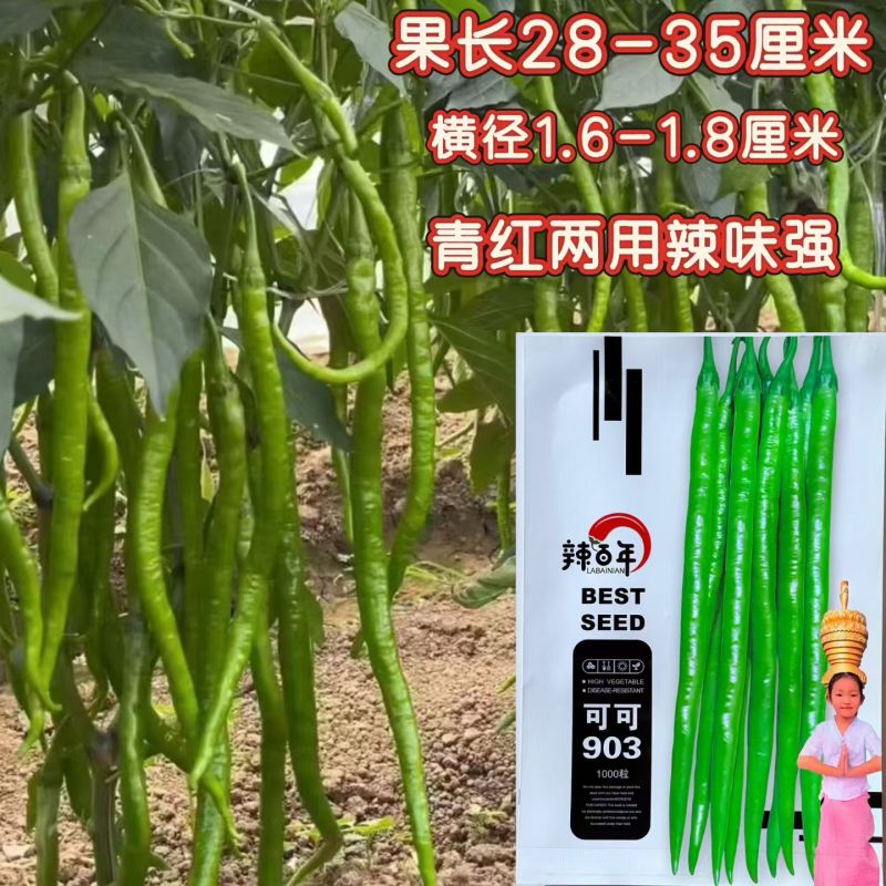 苏润辣百年可可903线椒种子亮绿浓辣顺直早熟高产商品性