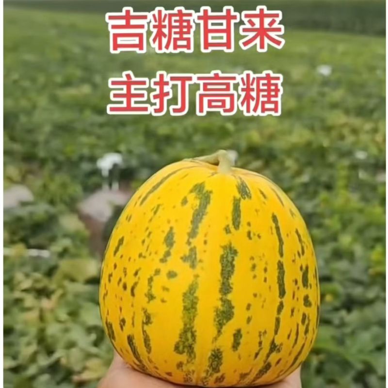 吉糖甘来甜瓜种子花皮绿肉八里香高糖甜瓜种籽耐裂脆甜水果瓜