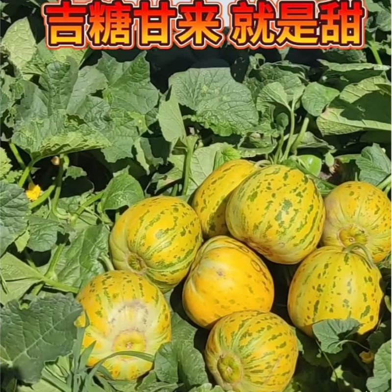 吉糖甘来甜瓜种子花皮绿肉八里香高糖甜瓜种籽耐裂脆甜水果瓜