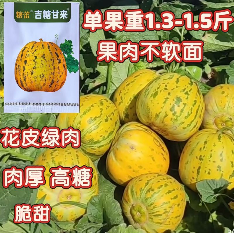 吉糖甘来甜瓜种子花皮绿肉八里香高糖甜瓜种籽耐裂脆甜水果瓜