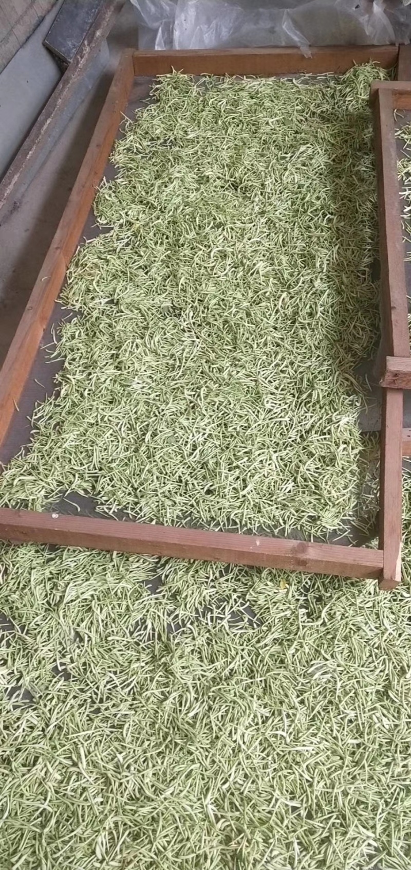 金银花产地直销价格优惠，欢迎朋友来订购，一斤也是批发价