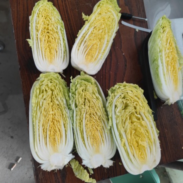 娃娃菜河南安阳精品娃娃菜、净菜、毛菜