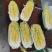 娃娃菜河南安阳精品娃娃菜、净菜、毛菜