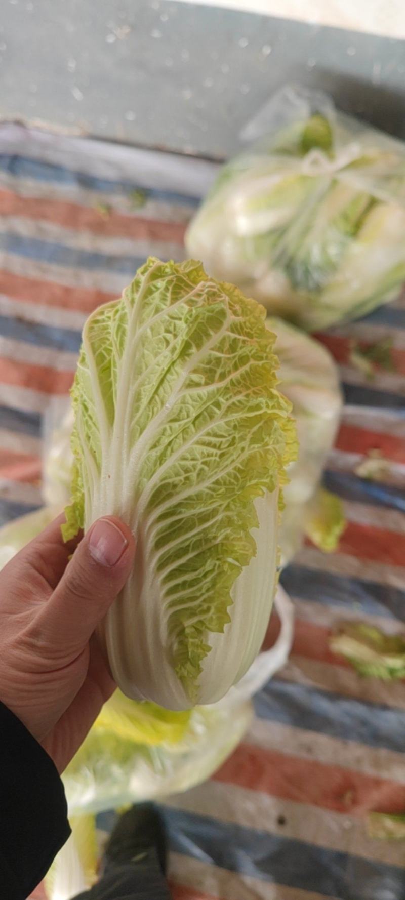 娃娃菜河南安阳精品娃娃菜、净菜、毛菜
