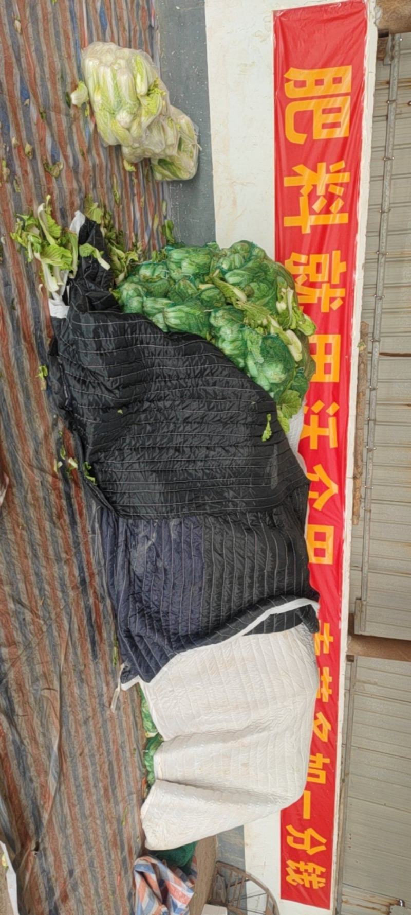 娃娃菜河南安阳精品娃娃菜、净菜、毛菜
